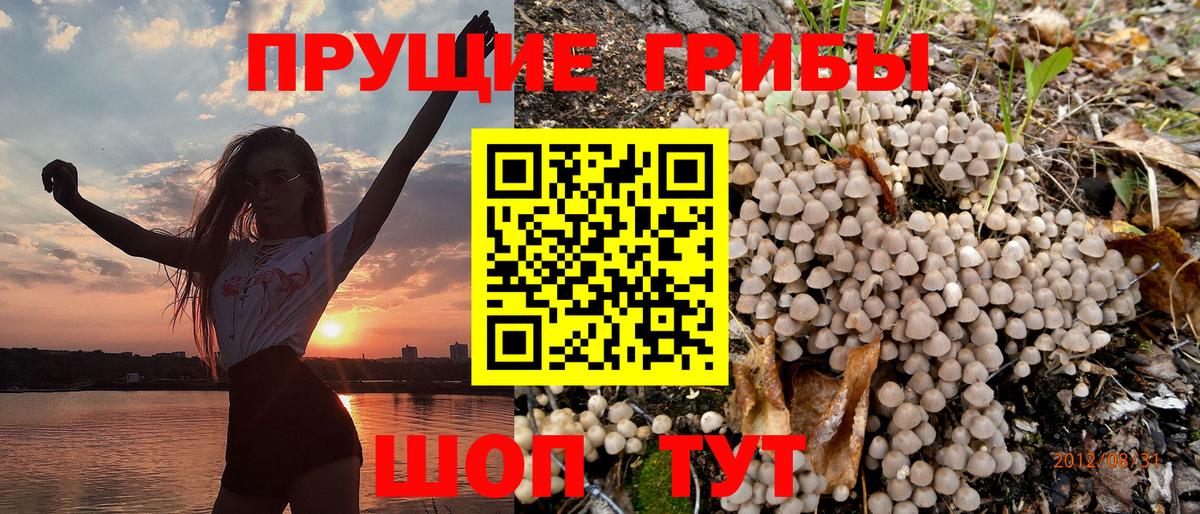 Псилоцибиновые грибы Cubensis  где можно купить наркотик  Михайловск  Вход с VPN 